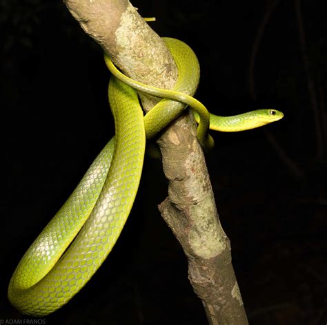 香港最毒的蛇|所有蛇類 — HongKongSnakeID.com